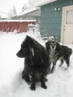 dogs in the snow