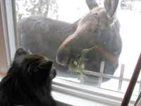 Picture of our dog Lola staring down a moose through our front room window